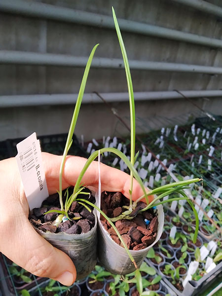 Brassavola cucullata x self.jpg