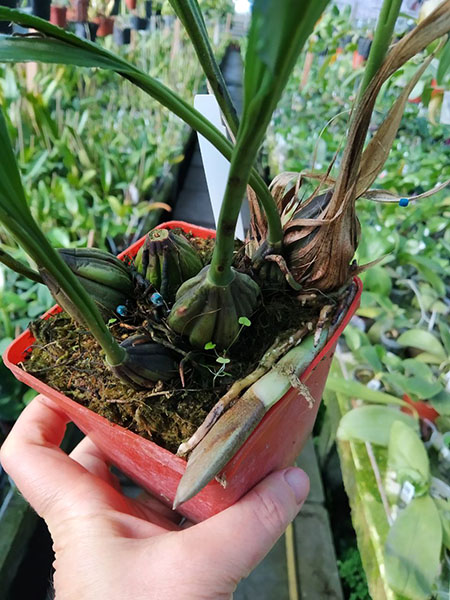 Stanhopea maduroi.jpg