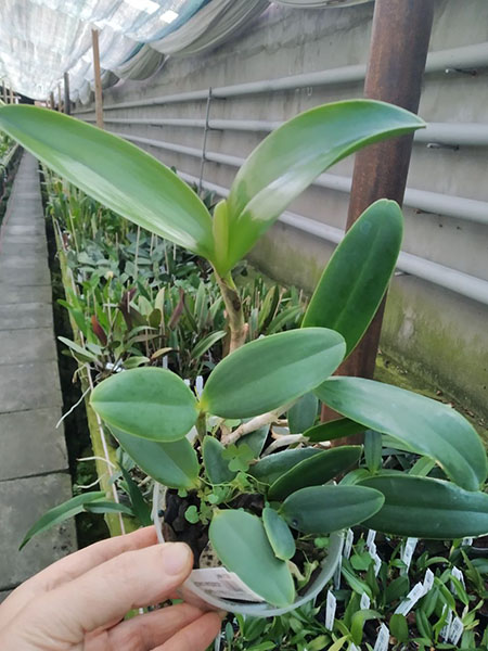 Cattleya Tsiku Eglantine coerulea x aclandiae coerulea.jpg