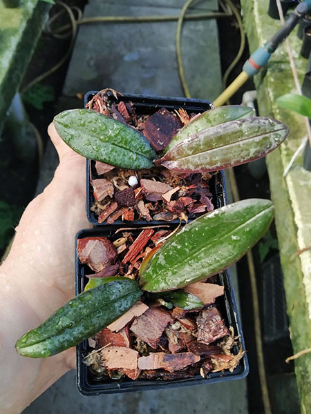 Phalaenopsis stuartiana yellow strain x self.jpg