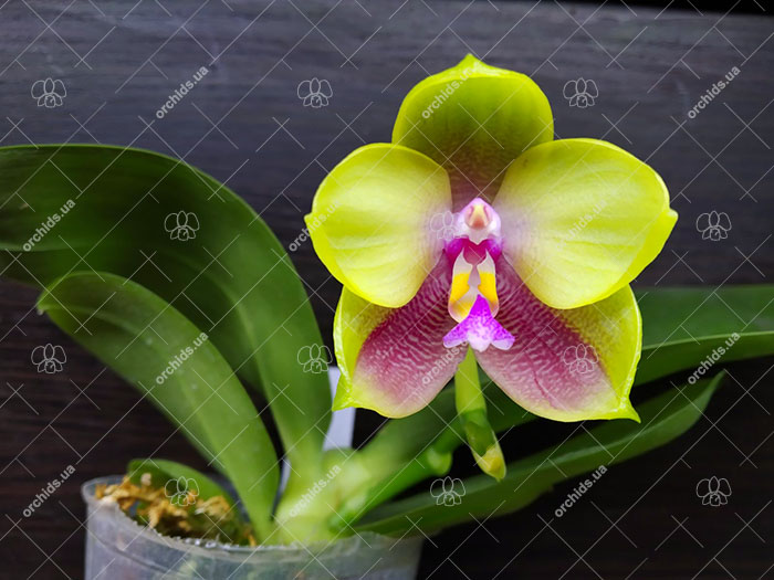 Phalaenopsis LD Bellina Kingfisher 'Mituo#1' x Mituo Blue Smurfs 'Blue Sea'.jpg