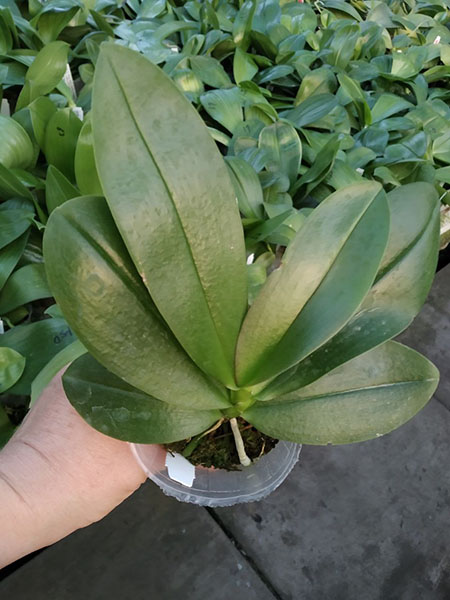 Phalaenopsis Mituo Peacock Queen 'Peacock'.jpg