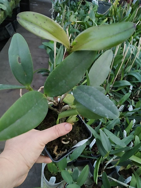 Laeliocattleya Black Jack 'Universal' x Potinara Lots of Spots 'SVO'.jpg