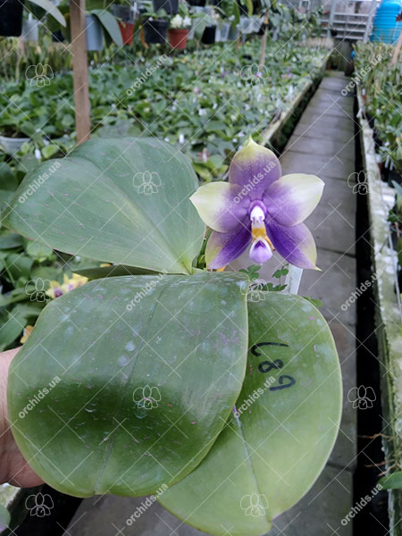 Phalaenopsis Mituo Blue Bear 'Mituo #1'.jpg