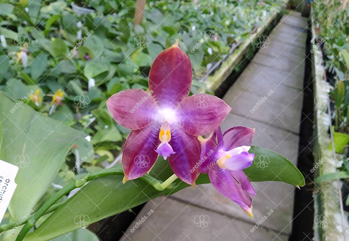 Phalaenopsis Mituo Reflex Dragon 'Blue-2' x Mituo Speciosa 'Mituo#1'.jpg