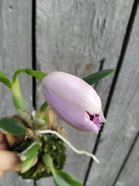 Laelia pumila semi-alba x alba.jpg