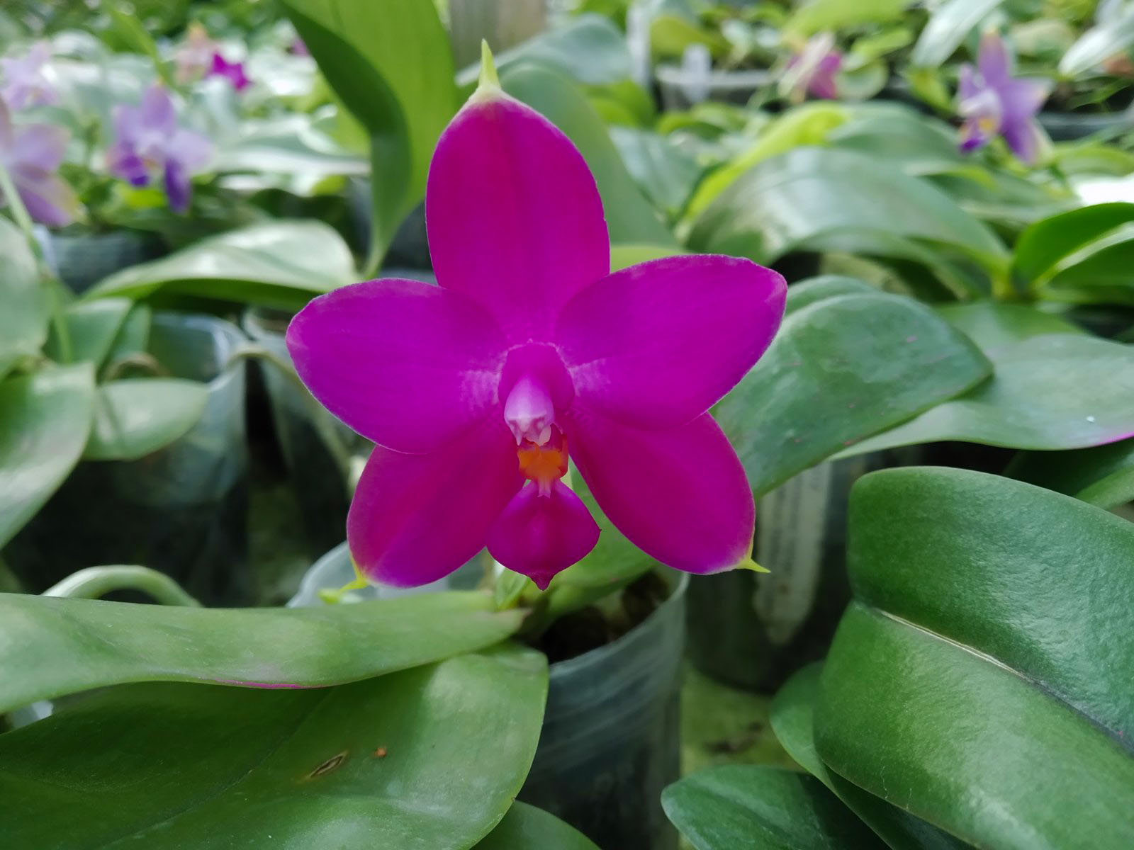 Phalaenopsis violacea indigo x Mituo Reflex Dragon 'Blue #2'.jpg