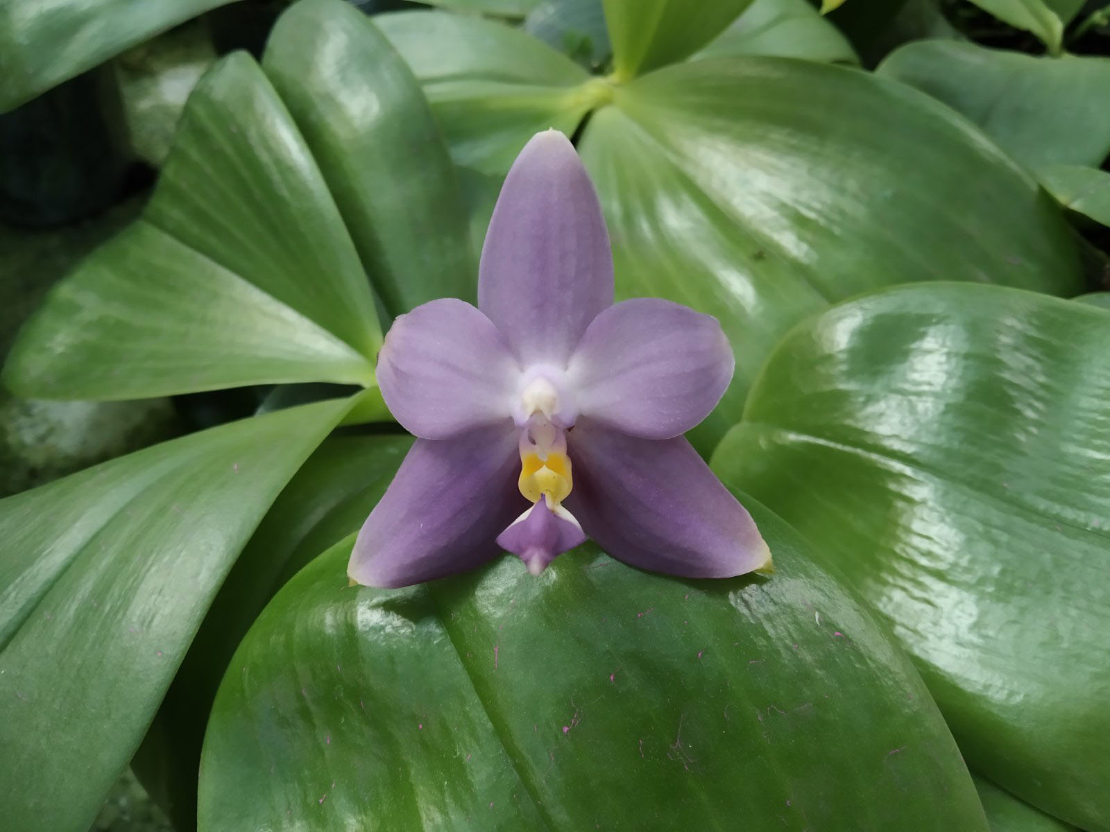 Phalaenopsis violacea indigo x Mituo Reflex Dragon 'Blue #2'.jpg