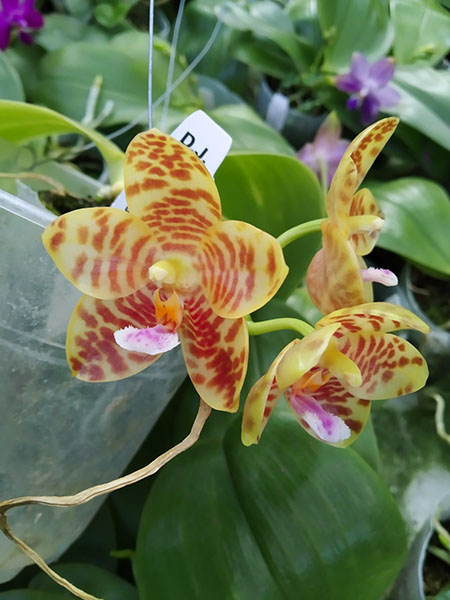 Phalaenopsis gigantea x Chienlung Moonlight.jpg