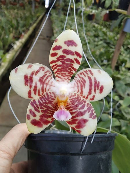 Phalaenopsis gigantea x Yaphon Lover 'Yaphon'.jpg