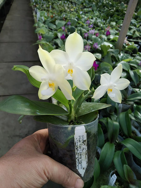 Phalaenopsis Tzu Chiang Tetralitz x Mituo Reflex Dragon.jpg