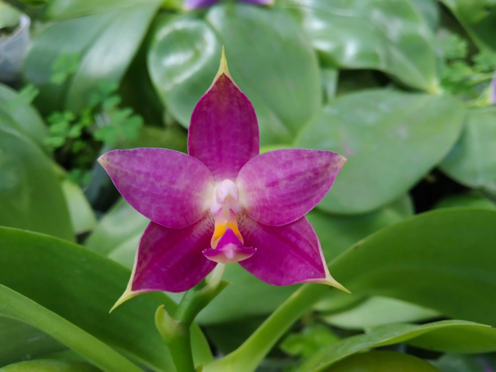 Phalaenopsis violacea indigo x Mituo Reflex Dragon 'Blue #2'.jpg
