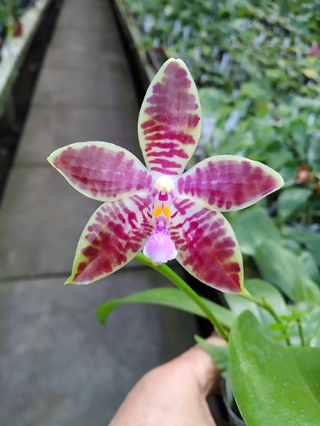 Phalaenopsis tetraspis alba x lueddemanniana 'Hsia 2347'.jpg