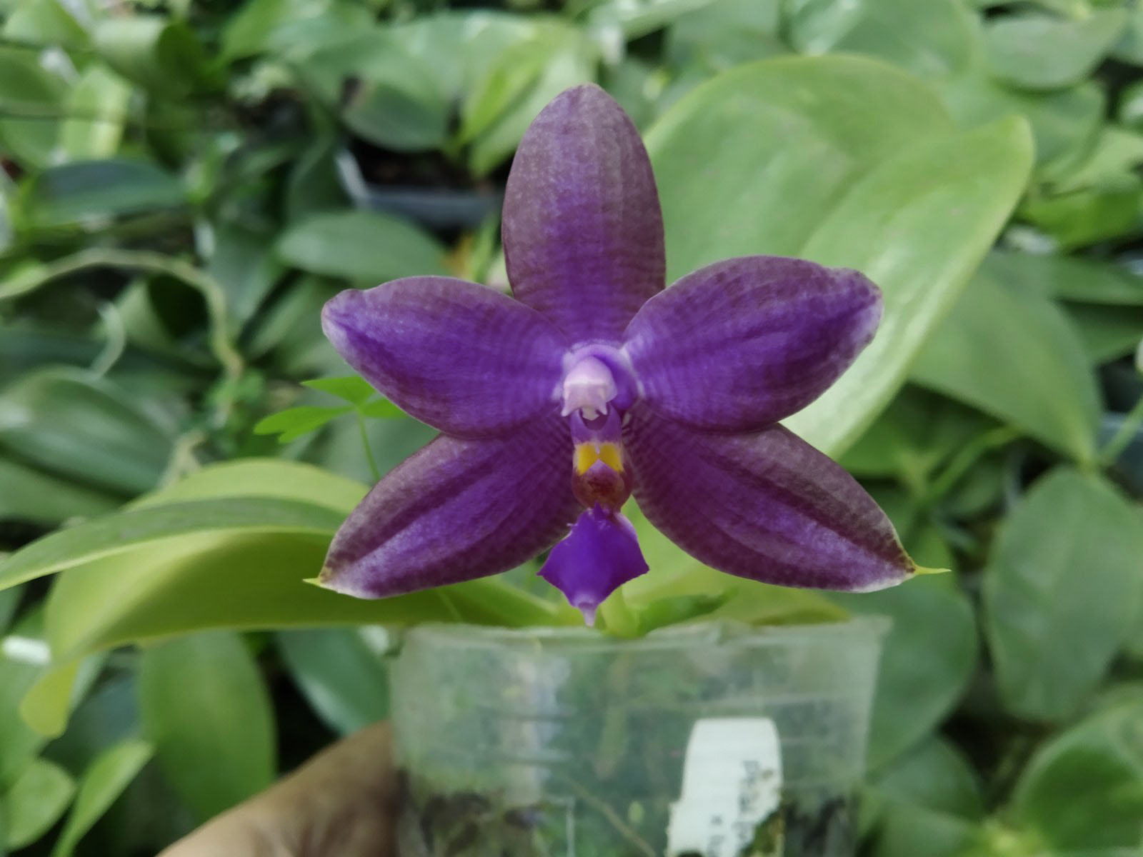 Phalaenopsis SWR GV X lueddemanniana blue.jpg