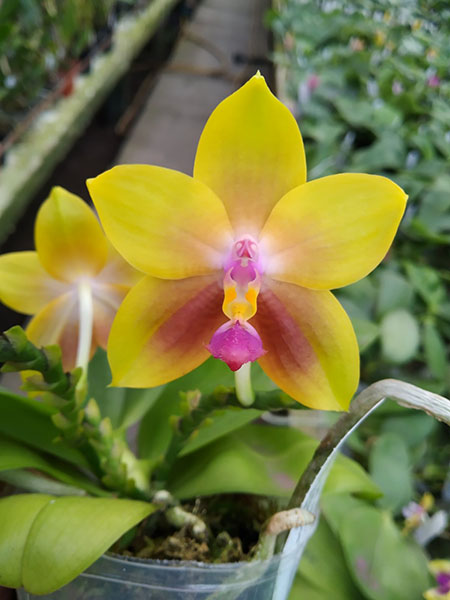 Phalaenopsis Mituo Princess 'Black Beauty' x (speciosa x Mituo Prince) 'Taro purple'.jpg