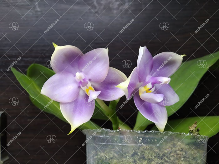 Phalaenopsis Mituo Princess 'Black Beauty' x (Lyndon Gold Ring x Miro Super Star).jpg
