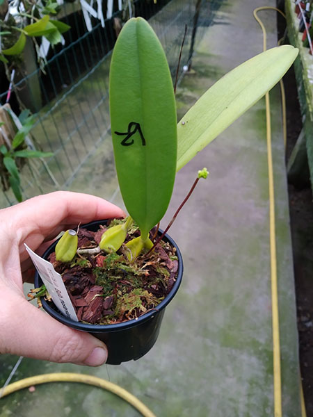 Bulbophyllum mastersianum.jpg