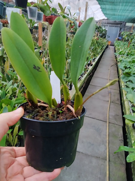 Bulbophyllum rothschildianum.jpg