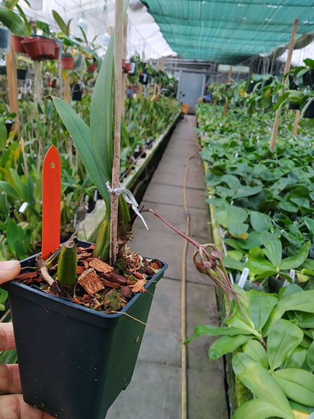 Bulbophyllum sanguineopunctatum.jpg