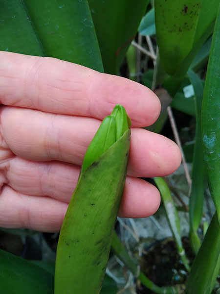 Cattleya Eva's Fabula en Tus Ojos (labiata x Cattleya dowiana aurea).jpg