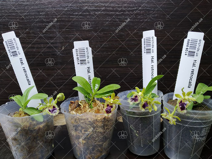 Haraella retrocalla.jpg