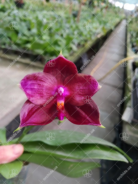 Phalaenopsis Kingfisher's Kaiulani Passion 'LD-Red' x Mituo Ambo 'Mituo #1'.jpg