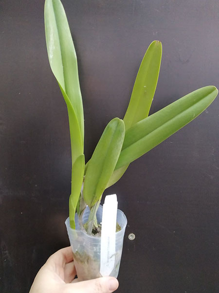 Laelia tenebrosa fma fumacina.jpg