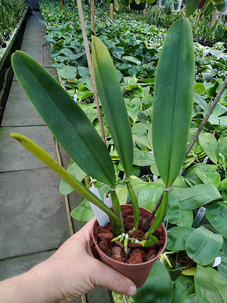 Cattleya gaskelliana semi-alba 'Rainha dos Belgas' x self.jpg