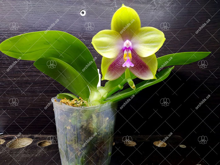 Phalaenopsis LD Bellina Kingfisher 'Mituo#1' x Mituo Blue Smurfs 'Blue Sea'.jpg