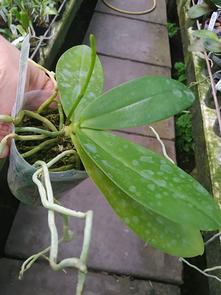 Phalaenopsis Chip Chop 'F4586' x mannii 'Black'.jpg