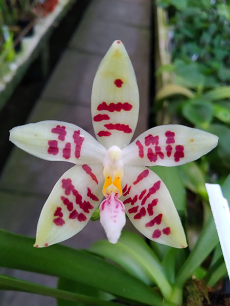 Phalaenopsis zebrina.jpg