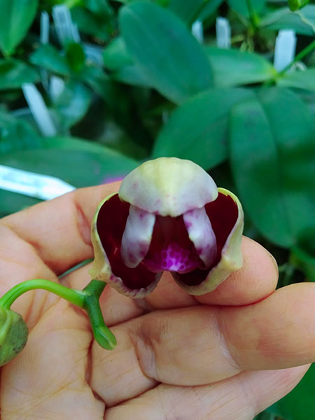 Phalaenopsis Mituo Gigan Dragon 'Dragon' x Mituo Sunrise.jpg