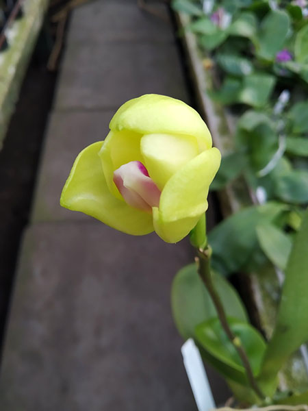 Phalaenopsis Mituo Bulleyes 'Little Snow White'.jpg