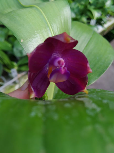 Phalaenopsis Mituo Blue Cat (Mituo Reflex Dragon 'Blue -2' x Mituo Purple Dragon 'Blue Whale').jpg