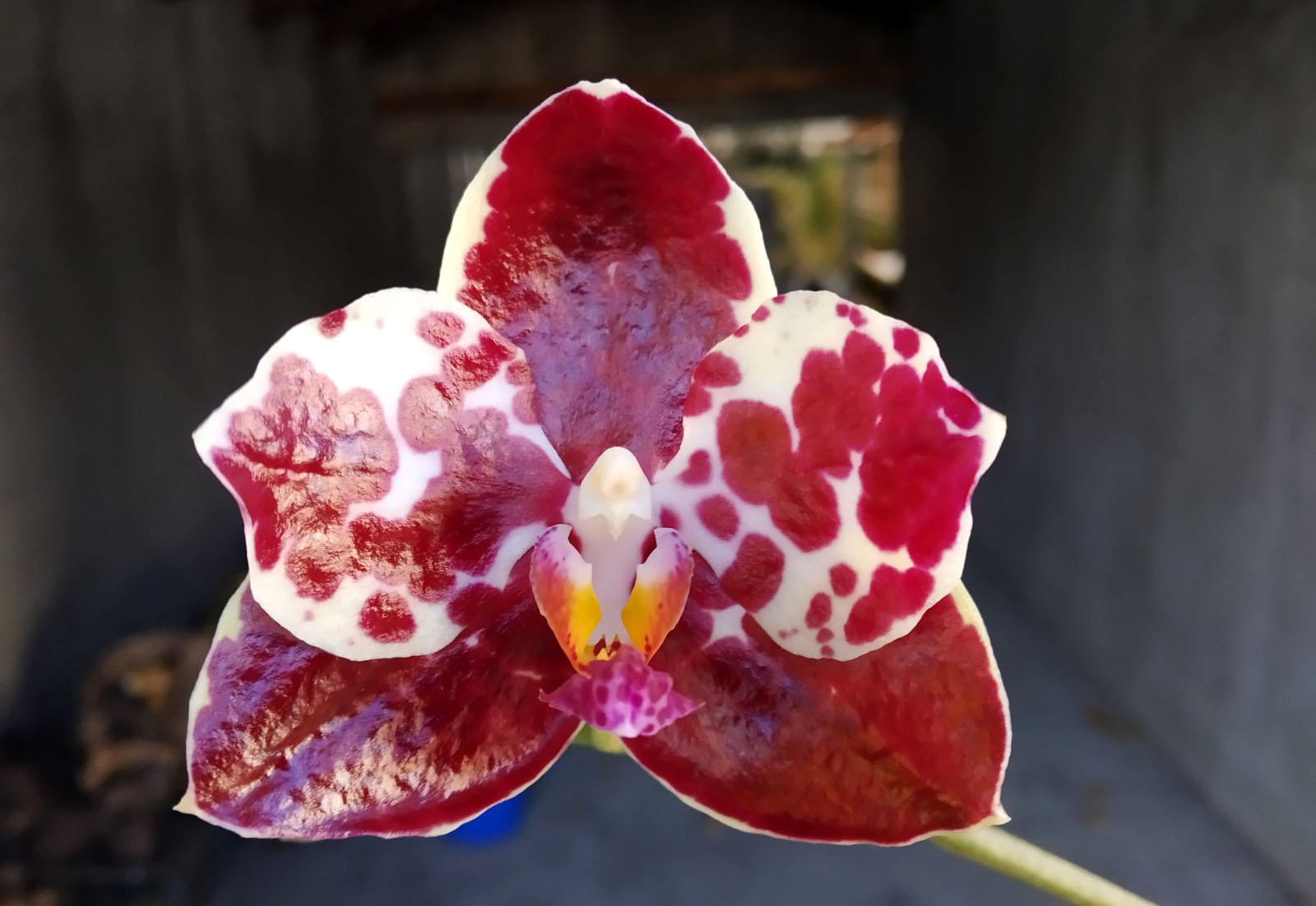 Phalaenopsis Mituo Gigan Dragon 'Dragon' x Mituo Sunrise.jpg