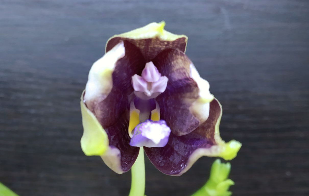 Phalaenopsis Mituo Blue Smurfs 'Blue-S' x Mituo Speciosa 'Blue-Coffe'.jpg