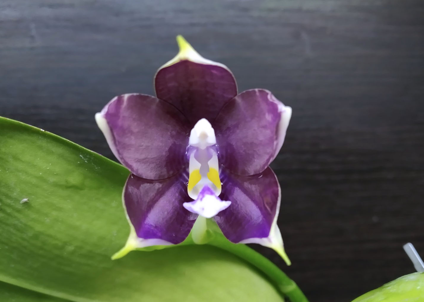 Phalaenopsis Mituo Blue Smurfs 'Blue-S' x Mituo Speciosa 'Blue-Coffe'.jpg