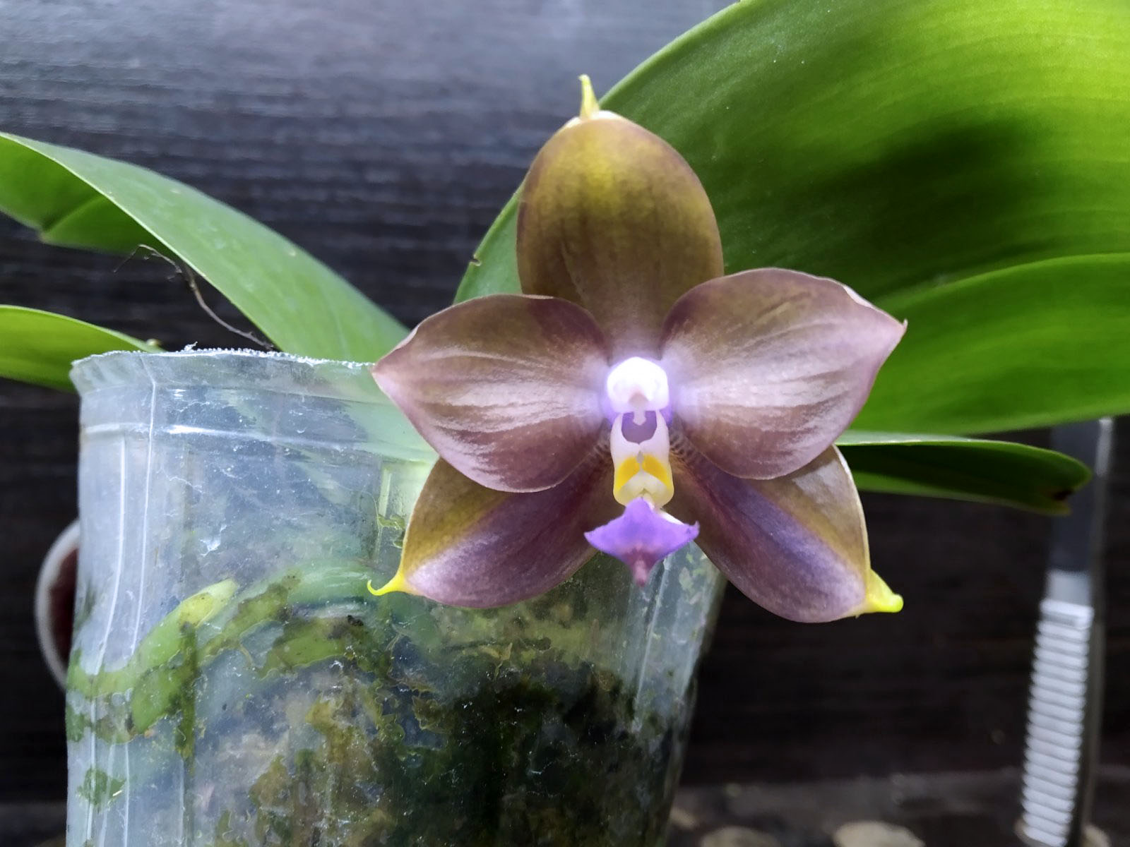 Phalaenopsis Mituo Princess 'Black Beauty' x (Lyndon Gold Ring x Miro Super Star).jpg