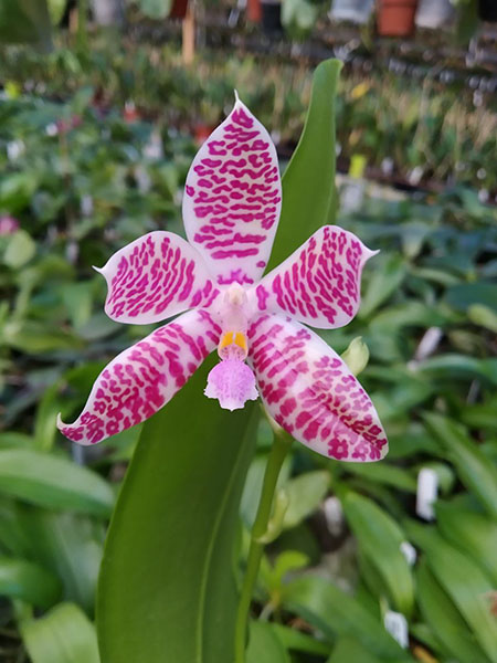 Phalaenopsis hieroglyphica.jpg