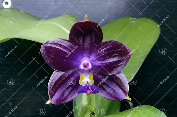 Phalaenopsis Mituo Blue Cat (Mituo Reflex Dragon 'Blue -2' x Mituo Purple Dragon 'Blue Whale').jpg