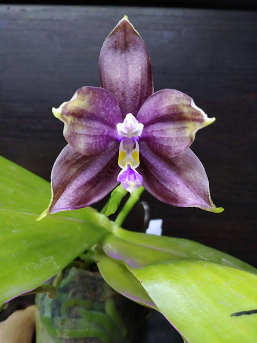 Phalaenopsis Mituo Blue Smurfs 'Blue-S' x Mituo Speciosa 'Blue-Coffe'.jpg