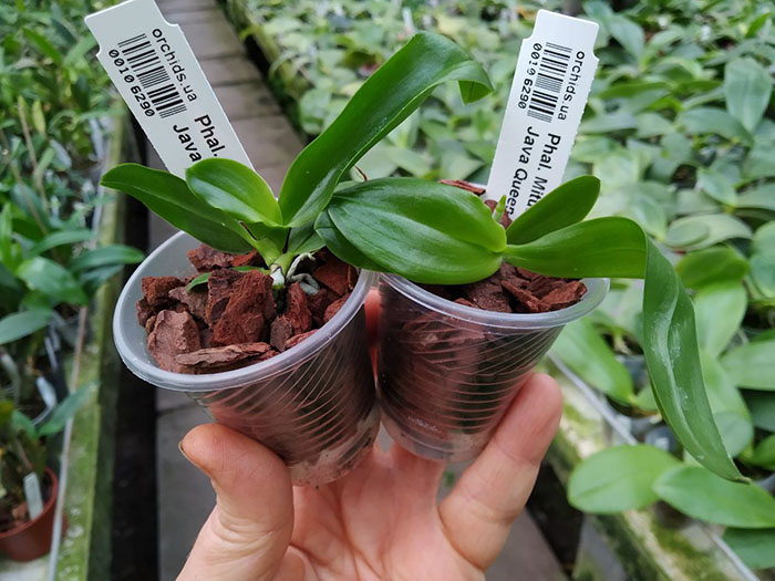 Phalaenopsis Mituo GH King Star #17 x Java Queen #8.jpg