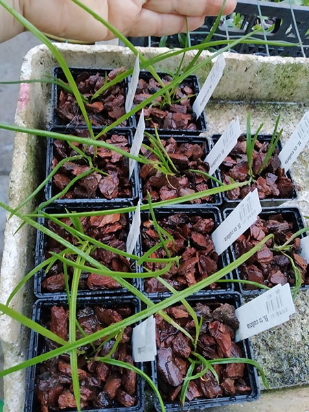 Brassavola cucullata x self.jpg