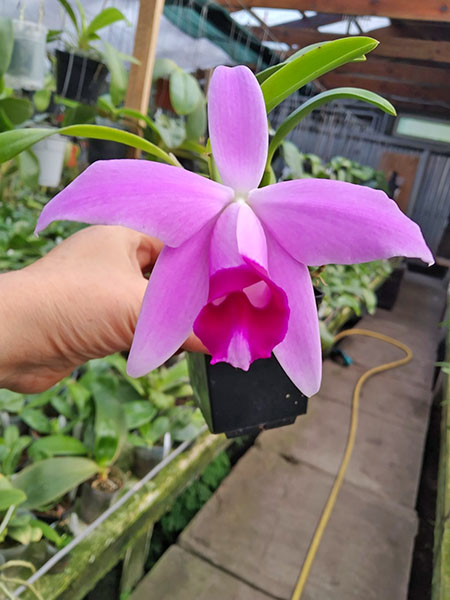 Laelia pumila coerulea 'AT' x coerulescens 'Cochetto'.jpg