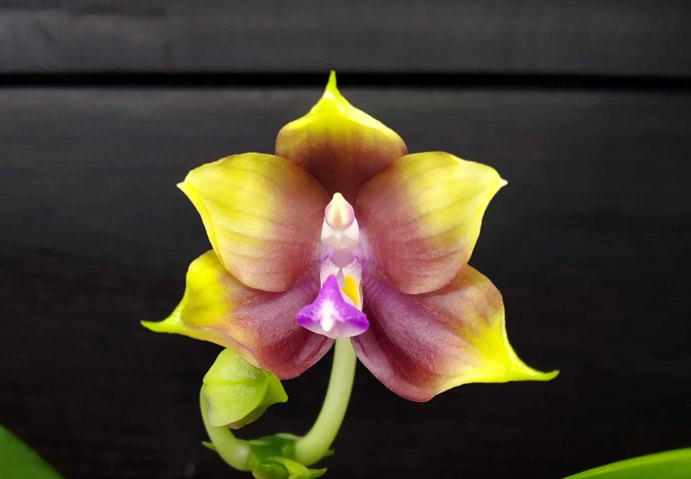 Phalaenopsis Mituo Reflex Dragon 'Blue-2' x Mituo Speciosa 'Mituo#1'.jpg