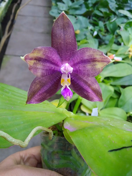 Phalaenopsis Mituo Blue Smurfs 'Blue-S' x Mituo Speciosa 'Blue-Coffe'.jpg