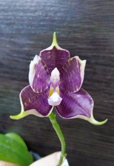 Phalaenopsis Mituo Blue Smurfs 'Blue-S' x Mituo Speciosa 'Blue-Coffe'.jpg