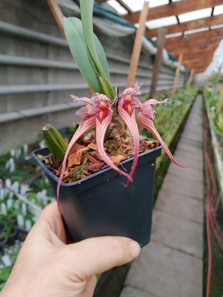 Bulbophyllum sanguineopunctatum.jpg