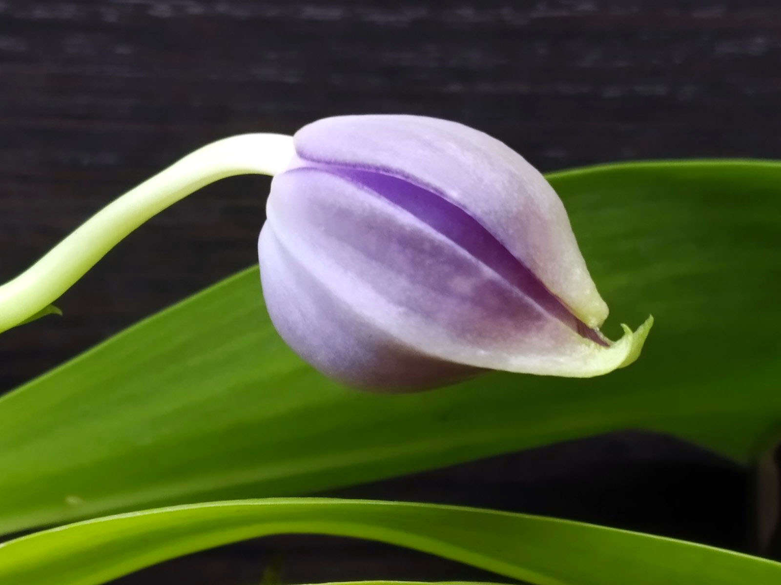 Phalaenopsis Mituo Blue Smurfs 'Blue-S' x Mituo Speciosa 'Blue-Coffe'.jpg