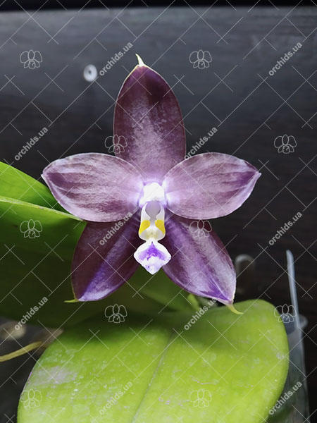 Phalaenopsis Mituo Blue Smurfs 'Blue-S' x Mituo Speciosa 'Blue-Coffe'.jpg